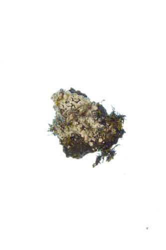 Lichen specimen